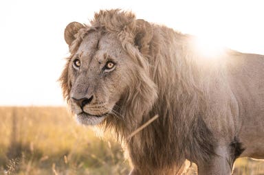 5 Days - Tarangire, Serengeti and Ngorongoro Crater