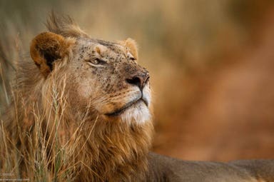 3 Days – Serengeti and Ngorongoro Private/Group Safari