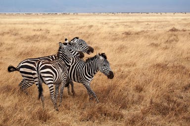 Safari nel Parco Serengeti in Tanzania con sistemazione in tenda
