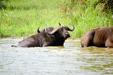 Queen Elizabeth National Park