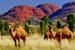australia-camels