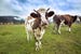 australia-cows