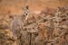 australia-kangaroos