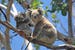 australia-koalas