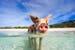 bahamas-little-piglet-in-a-water-at-beach-on-exuma