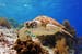 Turtle in the sea in Bonaire