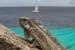 bonaire-iguana