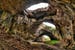 Grotte di Devetaki in Bulgaria