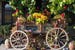 bulgaria-veliko-tarnovo-flowers