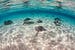 cayman-islands-starfish-point