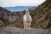 atacama-desert-llama-in-chile