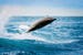 galapagos-beautiful-playful-dolphin-jumping-in-the-ocean