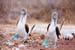 galapagos-couple-of-blue-footed-boobies-performing-mating-dance