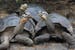 Giant Turtles in Galapagos