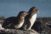 galapagos-penguins-on-rocks