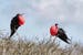 Ecuador frigate birds
