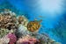 egypt-coral-reef-red-sea