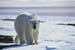 Bear in Greenland