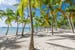 guadeloupe-anse-champagne-palms