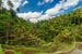 indonesia-ubud-ricefields