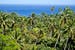 Cook Islands Rarotonga palm canopy