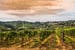 italy-chianti-grapevines
