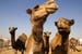 kuwait-camels