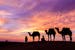 kuwait-desert