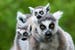 Lemurs' family in Madagascar