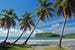Plams on the beach of Saint Vincent in the Caribbean