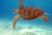 Loggerhead turtle in the Caribbean Sea