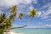 new-caledonia-palm-tree-on-whit-sand-beach