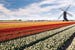 netherlands-windmill-tulips