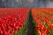Paesi Bassi tulipani