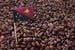 Papua Nuova Guinea caffè