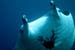 French Polynesia manta