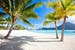 palms on the beach in Polynesia