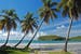 Palme sulla spiaggia a Saint Vincent e Grenadine