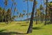 st-vincent-and-grenadines-bequia-island-wild-growing-tall-palm-trees