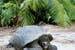 A giant turtle of the island of Curieuse, Seychelles