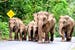 Elephants in Thailand