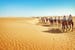 tunisia-sahara-desert-camels