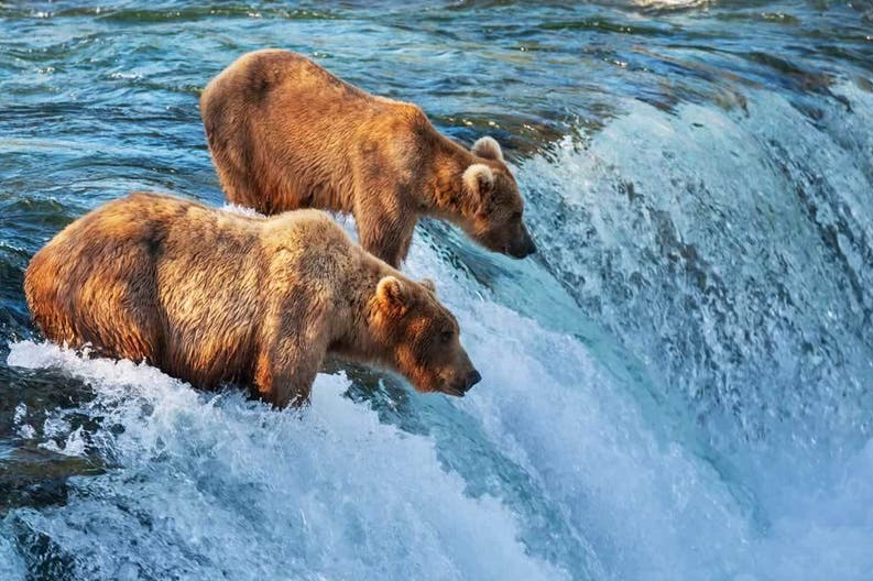 Alaska brown bears