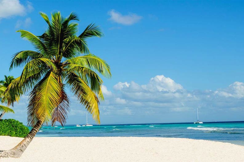 Caribbean beach with a green palm in Barbuda