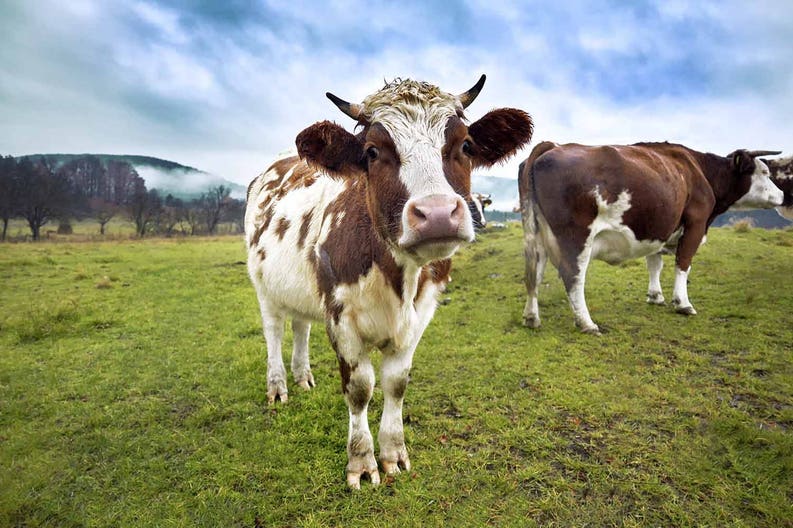 australia-cows