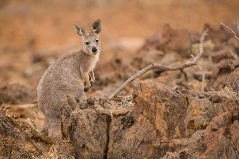australia-kangaroos