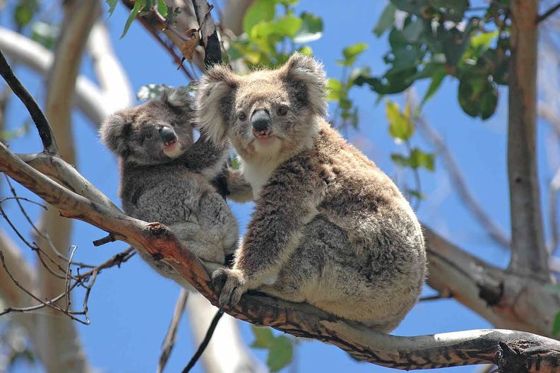 australia-koalas