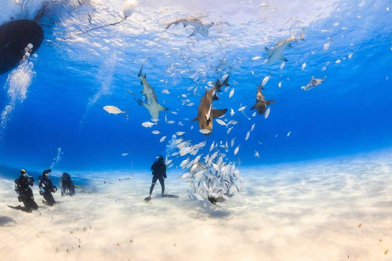 bahamas-diver-surrounded-by-lemon-shark-and-caribbean-reef-shark-at-tiger-beach