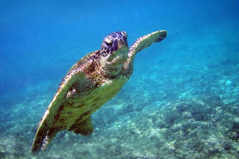 green-turtle-cay-bahamas-2008