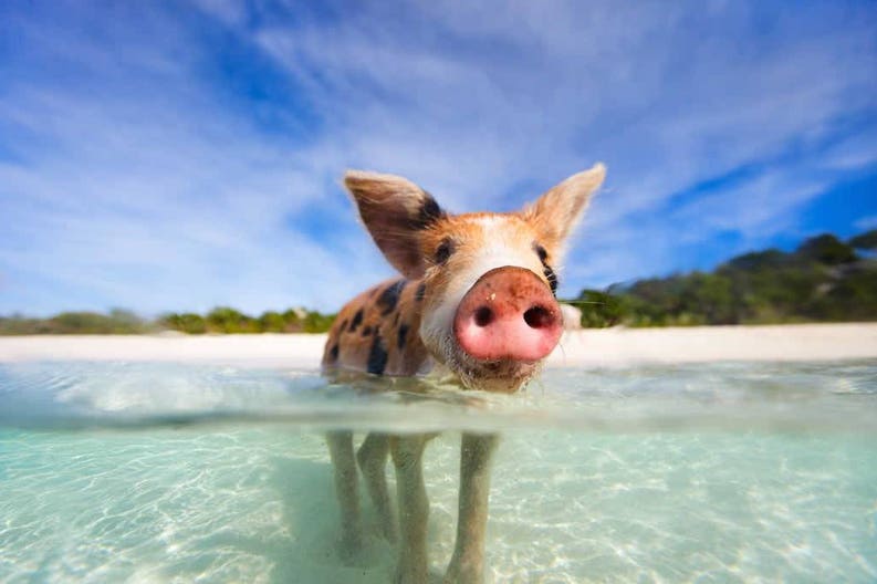 bahamas-little-piglet-in-a-water-at-beach-on-exuma